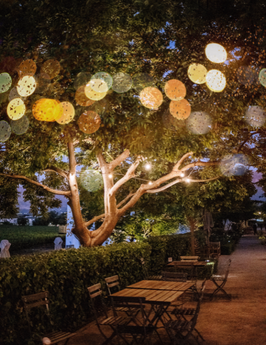 WEBSITE FOTOS 524 X 680